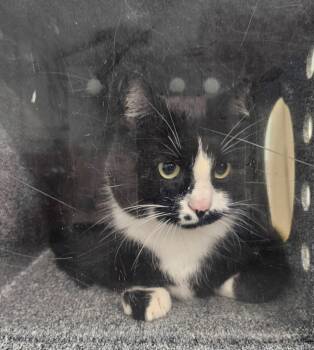Kombucha -  Domestic Short Hair Cat for Adoption in Athens, Tennessee - Kombucha | PetCurious