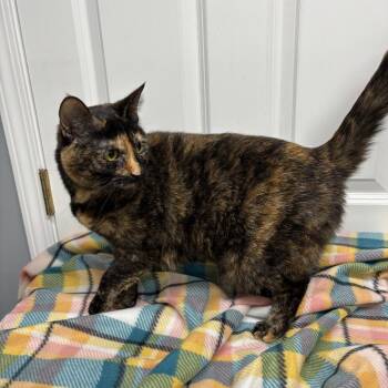 Athena -  Domestic Short Hair Cat for Adoption in Granville, Ohio - Athena | PetCurious