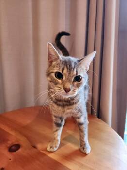 Rescue Domestic Short Hair Cats for Adoption in Warrington, Pennsylvania - Penny | PetCurious