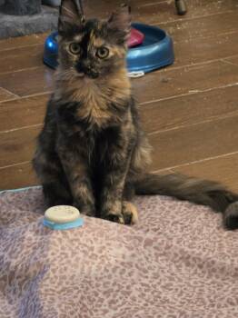 Cali -  Domestic Medium Hair and Tortoiseshell Cat for Adoption in Fort Worth, Texas - Cali | PetCurious