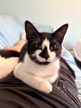 Cornbread Melrose -  Domestic Short Hair Cat for Adoption in Philadelphia, Pennsylvania - Cornbread Melrose | PetCurious
