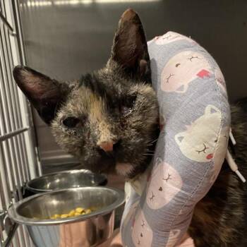 Domestic Short Hair Cats Available for Adoption - Nyla | PetCurious