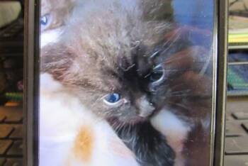 Tyler -  Domestic Short Hair Cat for Adoption in West Memphis, Arkansas - Tyler | PetCurious