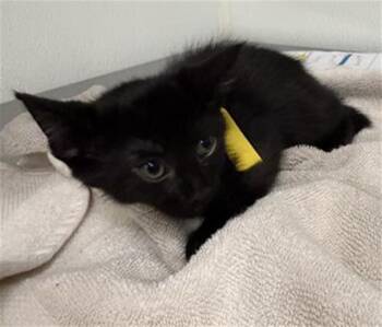 A886837 -  Domestic Short Hair Cat for Adoption in Camarillo, California - A886837 | PetCurious