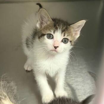 Domestic Short Hair Cats Available for Adoption in Blairsville, Georgia - Cracky | PetCurious