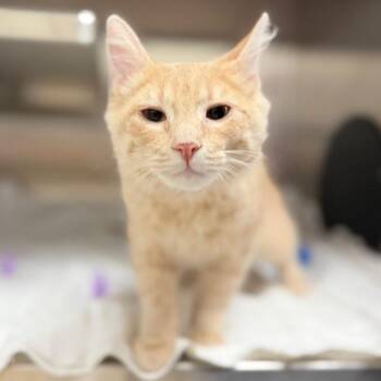 Cat 09/23/2026 -  Domestic Short Hair Cat for Adoption in Bullhead City, Arizona - Cat 09/23/2026 | PetCurious