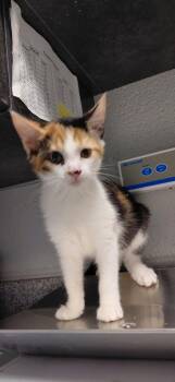 Rene -  Domestic Short Hair Cat for Adoption in Henderson, North Carolina - Rene | PetCurious