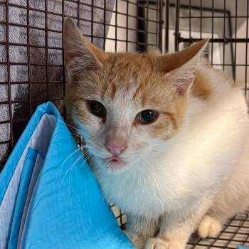 Beckford *Bonded w/ Crawford* *Avail 8/15 at Sanford Tractor Sup -  Domestic Short Hair Cat for Adoption in Kennebunk, Maine - Beckford *Bonded W/ Crawford* *Avail 8/15 At Sanford Tractor Sup | PetCurious