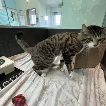 Domestic Short Hair Cats Available for Adoption in Hawthorne, California - Sasha | PetCurious