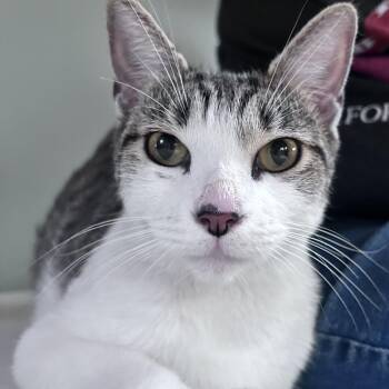 Wilma -  Domestic Short Hair Cat for Adoption in East Hanover, New Jersey - Wilma | PetCurious