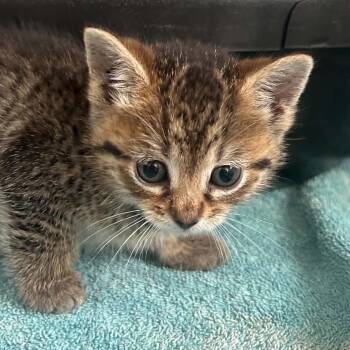 Twinkie -  Domestic Short Hair Cat for Adoption in West Olive, Michigan - Twinkie | PetCurious