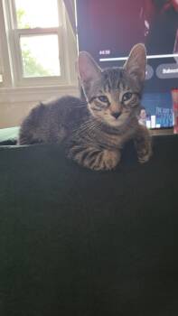 Cilantro -  Domestic Short Hair Cat for Adoption in Cambridge, Ontario - Cilantro | PetCurious