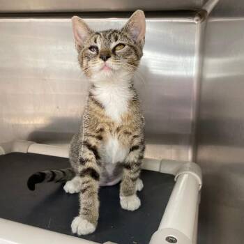 Mittens -  Domestic Short Hair Cat for Adoption in Roanoke, Virginia - Mittens | PetCurious