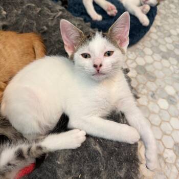 Fortune Cookie -  Domestic Short Hair Cat for Adoption in Los Angeles, California - Fortune Cookie | PetCurious