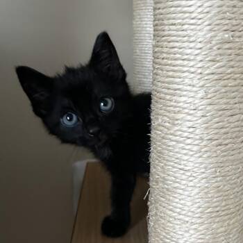 Pearl -  Domestic Short Hair Cat for Adoption in Fairfax Station, Virginia - Pearl | PetCurious