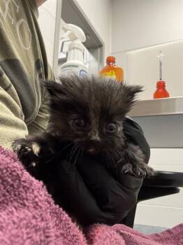 PEYTON -  Domestic Short Hair Cat for Adoption in Indianapolis, Indiana - PEYTON | PetCurious