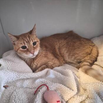 Chloe -  Domestic Short Hair Cat for Adoption in Prescott, Arizona - Chloe | PetCurious