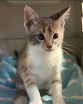 Domestic Short Hair Cats Available for Adoption in Sugar Land, Texas - MILLIE | PetCurious