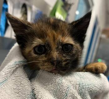 Cygnet -  Domestic Short Hair Cat for Adoption in Golden, Colorado - Cygnet | PetCurious