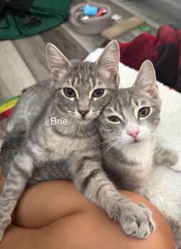 Rescue Tabby Cats for Adoption in Griswold, Connecticut - Brie | PetCurious