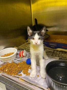 Heen -  Domestic Short Hair Cat for Adoption in Jackson, Tennessee - Heen | PetCurious