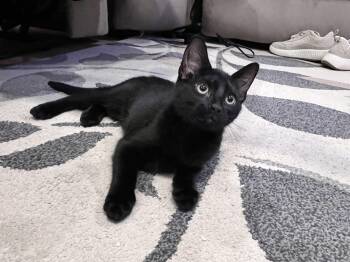 Domestic Short Hair Cats Available for Adoption in Chattanooga, Tennessee - Atticus | PetCurious