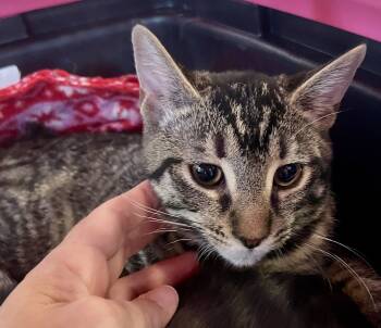 Rescue Domestic Short Hair Cats for Adoption in Tampa, Florida - Tabitha | PetCurious