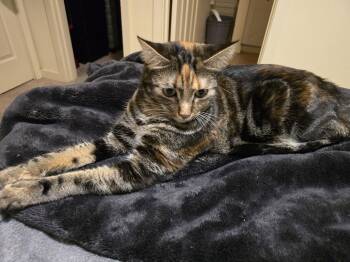 Silly Sailor (Bonded with Dr. Clownius) -  Domestic Short Hair Cat for Adoption in Othello, Washington - Silly Sailor (Bonded With Dr. Clownius) | PetCurious