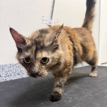 Domestic Long Hair Cats Available for Adoption in Great Falls, Montana - Wylie | PetCurious