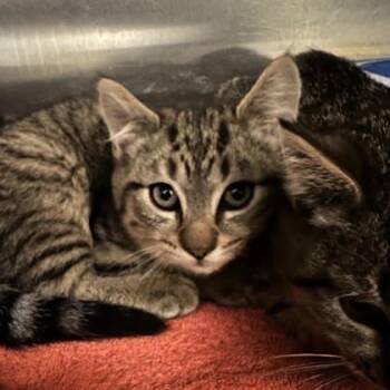 Rescue Domestic Short Hair Cats for Adoption in East Montpelier, Vermont - Lettuce | PetCurious