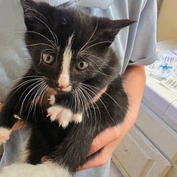 Domestic Short Hair Cats Available for Adoption in Klamath Falls, Oregon - Scooby | PetCurious