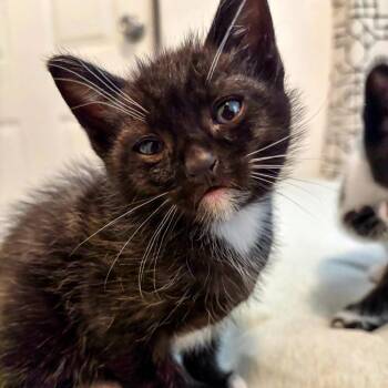 Domestic Short Hair Cats Available for Adoption in San Diego, California - Oliver | PetCurious
