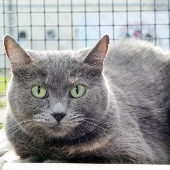 Mabel -  Domestic Short Hair Cat for Adoption in Sanford, Florida - Mabel | PetCurious