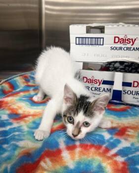 Jeremy -  Domestic Short Hair Cat for Adoption in Westland, Michigan - Jeremy | PetCurious