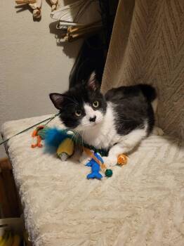 Domestic Short Hair Cats Available for Adoption in Rowlett, Texas - Hercule | PetCurious