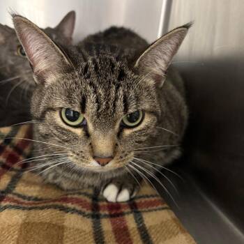 Lily Bean -  Domestic Short Hair Cat for Adoption in Grand Rapids, Michigan - Lily Bean | PetCurious