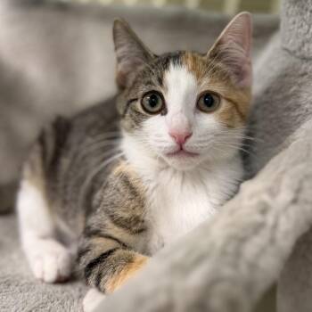 Indy -  Domestic Short Hair Cat for Adoption in Pittsford, Vermont - Indy | PetCurious