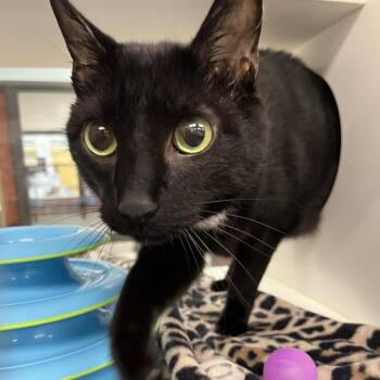 Aspen -  Domestic Short Hair Cat for Adoption in West Palm Beach, Florida - Aspen | PetCurious