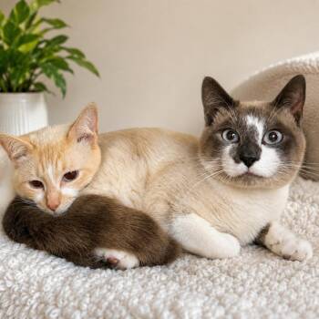 Trail -  Domestic Short Hair Cat for Adoption in Hopkinton, Massachusetts - Trail | PetCurious