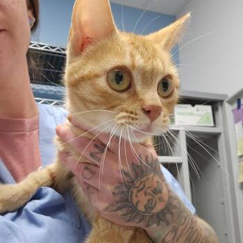 Newt -  Domestic Short Hair Cat for Adoption in Oneonta, New York - Newt | PetCurious