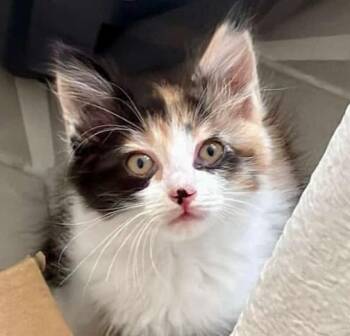 Domestic Medium Hair Cats Available for Adoption in San Jose, California - Animal Cracker | PetCurious