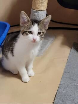 Benson- must go with Mom -  Tabby Cat for Adoption in Rockford, Illinois - Benson- Must Go With Mom | PetCurious