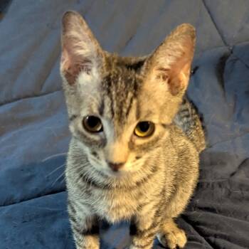 Rescue Domestic Short Hair Cats for Adoption in Las Vegas, Nevada - Sokka | PetCurious