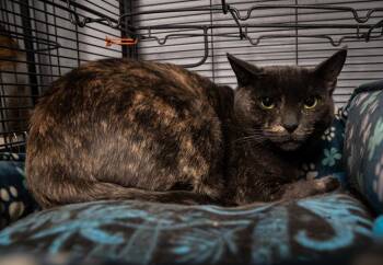 Caramel -  Domestic Short Hair Cat for Adoption in Warwick, Rhode Island - Caramel | PetCurious