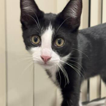 American Shorthair Cats Available for Adoption - Oreo | PetCurious