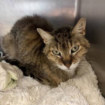 Skinny Pete -  Domestic Short Hair and Mixed Breed Cat for Adoption in Ashtabula, Ohio - Skinny Pete | PetCurious