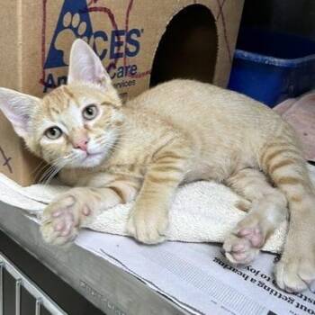 Safron -  Domestic Short Hair Cat for Adoption - Safron | PetCurious