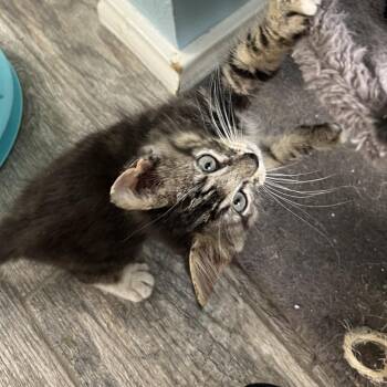 Domestic Medium Hair Cats Available for Adoption in San Antonio, Texas - Nugget | PetCurious
