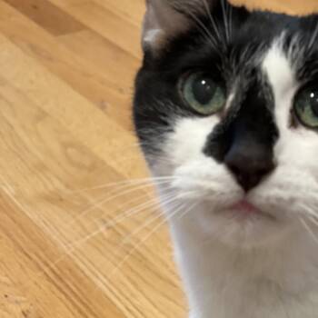 Dida -  Domestic Short Hair Cat Available for Adoption in Wakefield, Massachusetts - Dida | PetCurious
