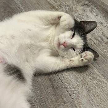 Rescue Domestic Short Hair Cats for Adoption in St. Louis, Missouri - Amelia | PetCurious